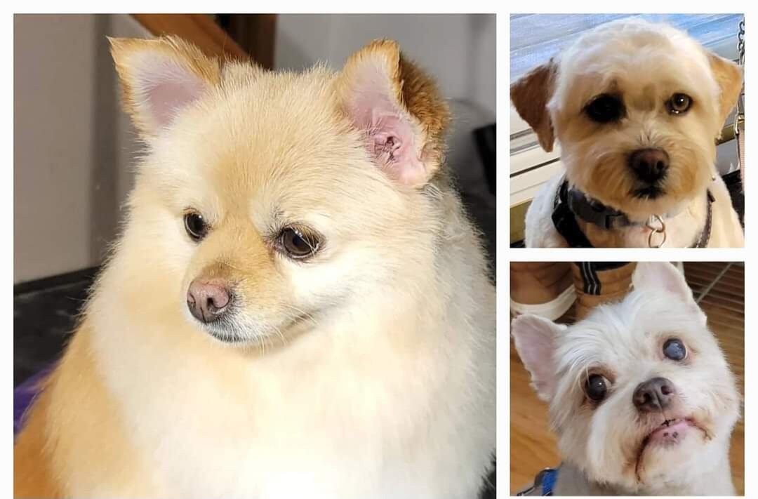 Bow Wow Blvd Dog Grooming Hansville, WA Nextdoor