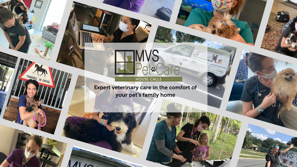 Mvs online pet care