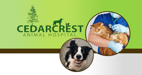 Cedarcrest Animal Hospital Acworth GA Nextdoor