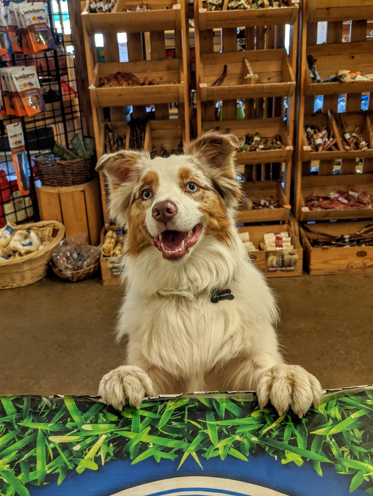 Buster's natural pet supply hotsell