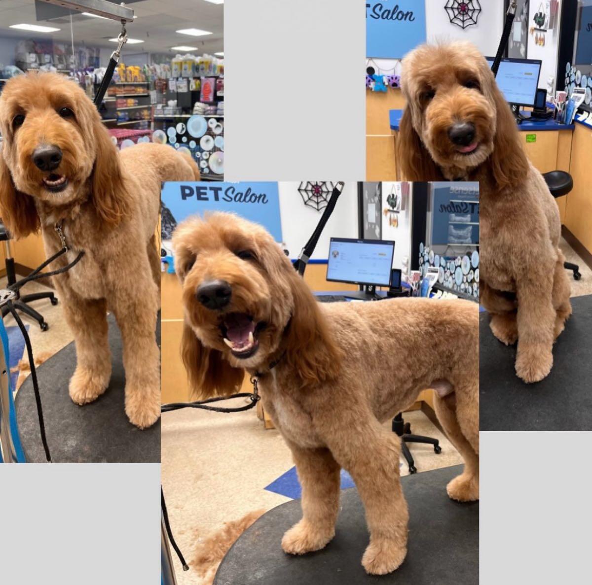 Dog Grooming by Joanna - Nextdoor
