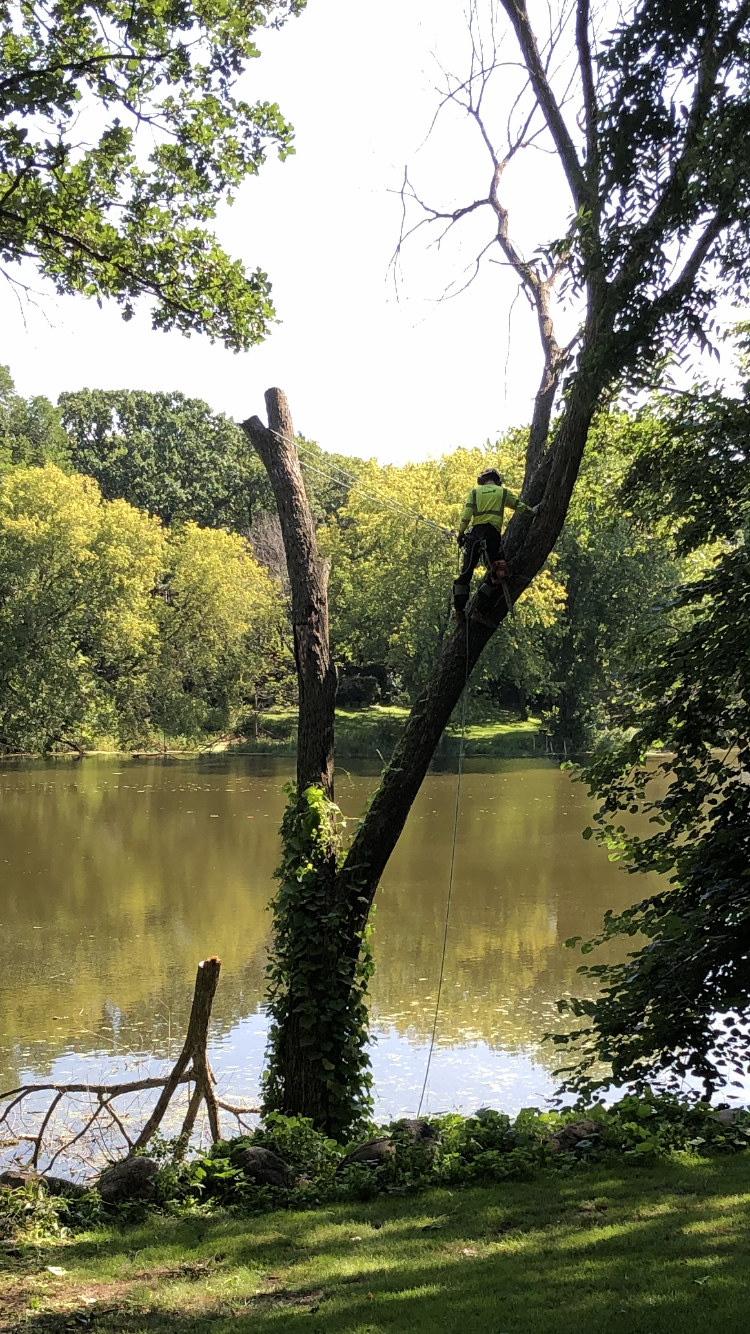 Tom's Tree Trimming LLC Minneapolis, MN Nextdoor