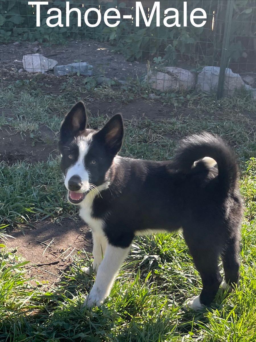 Bear Dog Ranch Tahoe, LLC Gardnerville, NV Nextdoor