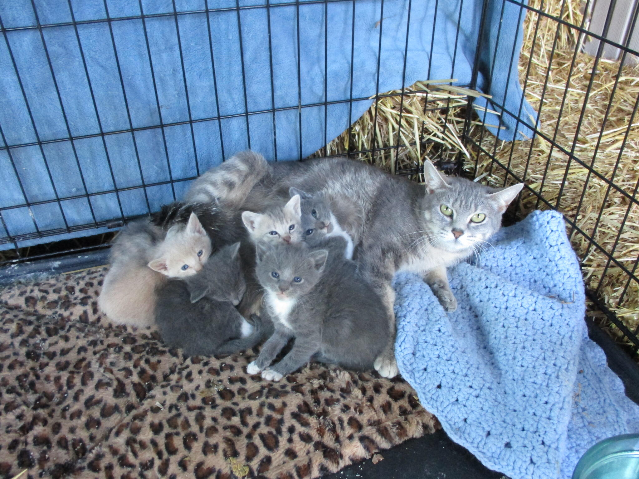 St. Francis' Feral Cat Sanctuary Organization - Nextdoor