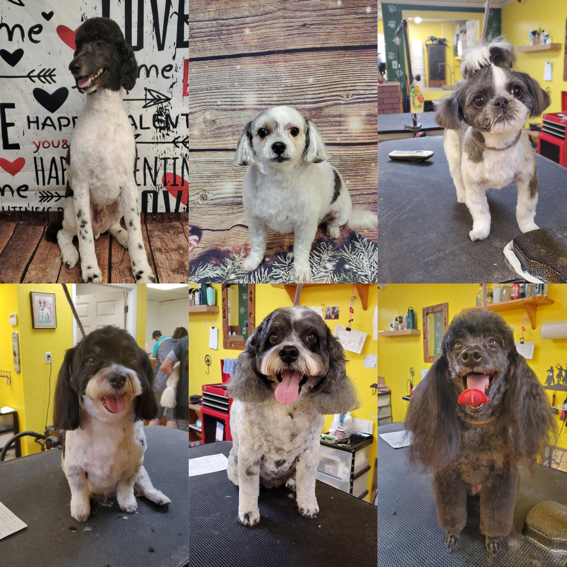 Nails & Tails Pet Grooming | Morris IL
