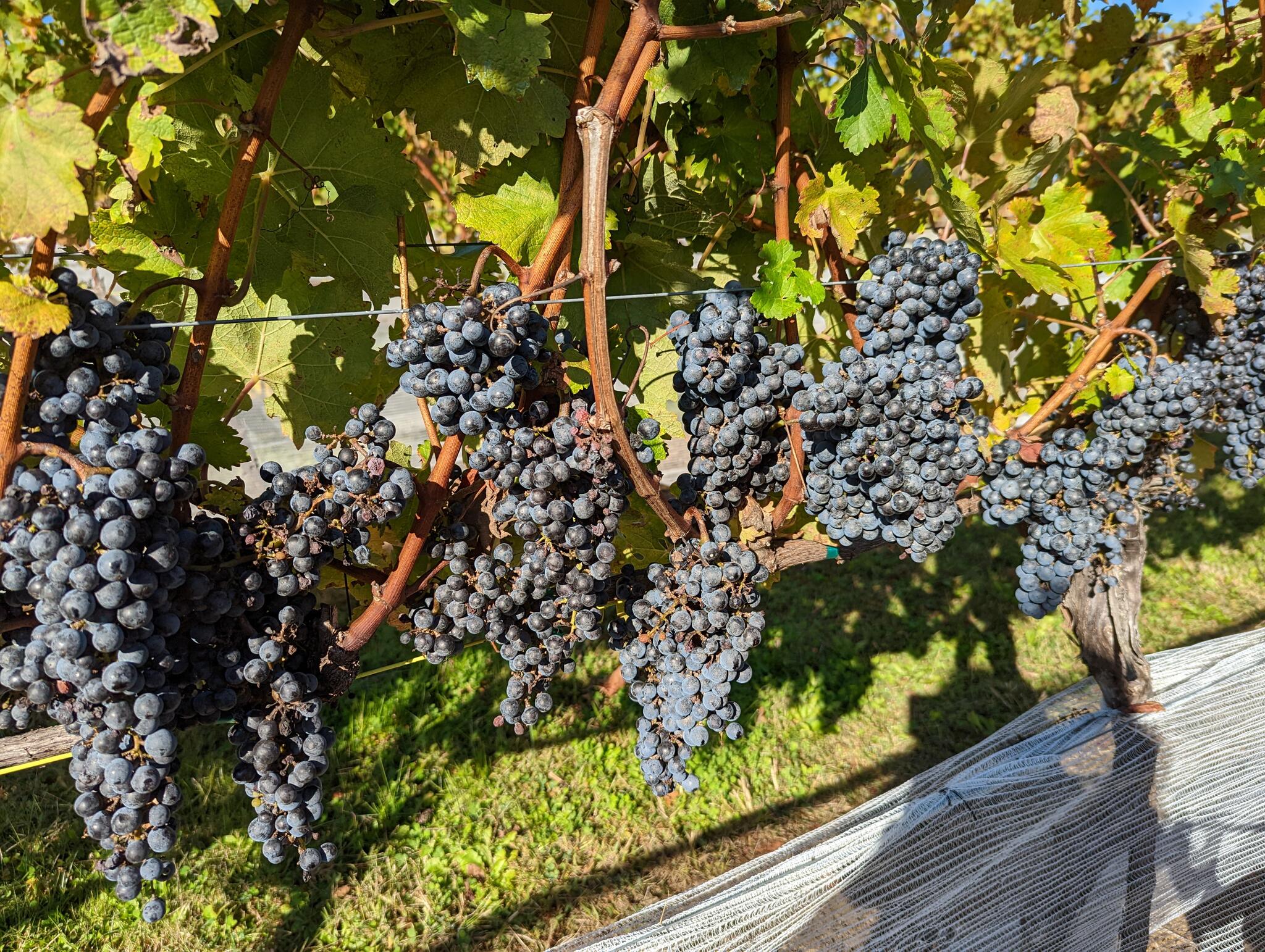 Love Point Vineyards and Winery Stevensville, MD Nextdoor