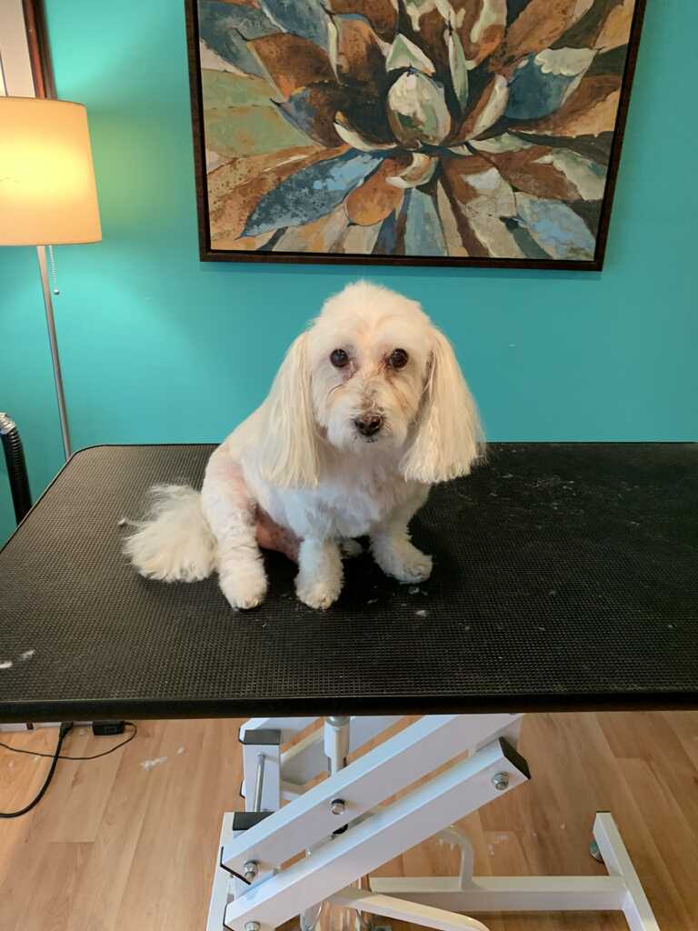 Kelly's best sale pet grooming