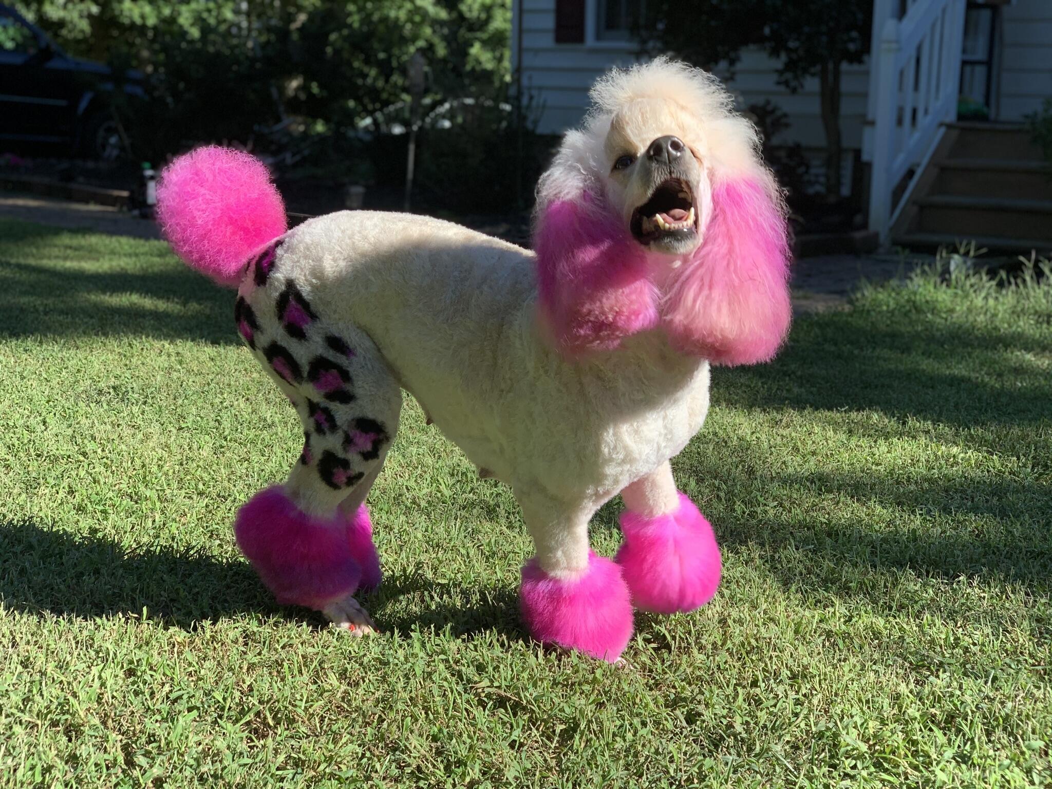 Pink poodle hot sale grooming