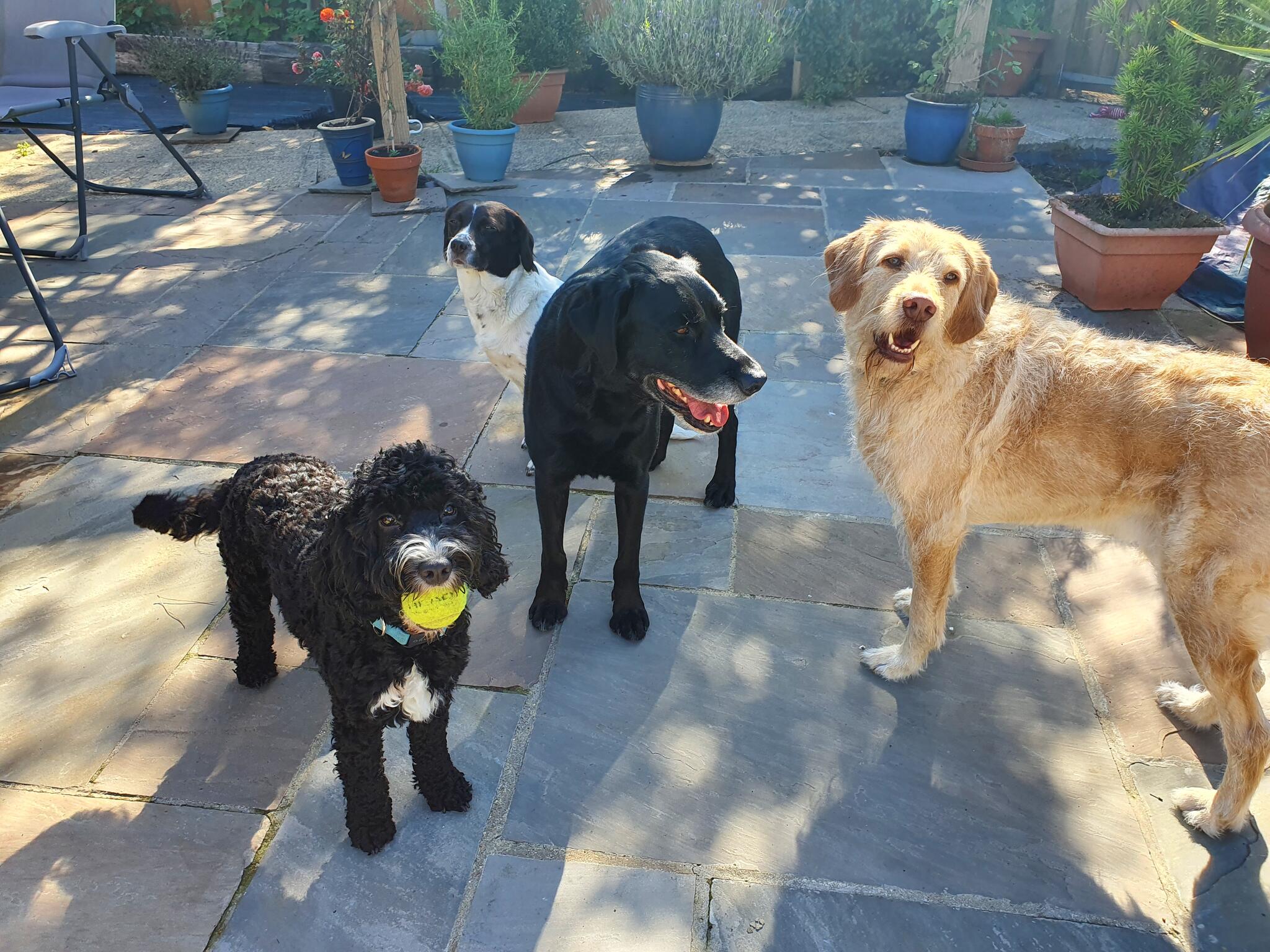 CRANFORD DOG CARE Diss, Norfolk Nextdoor