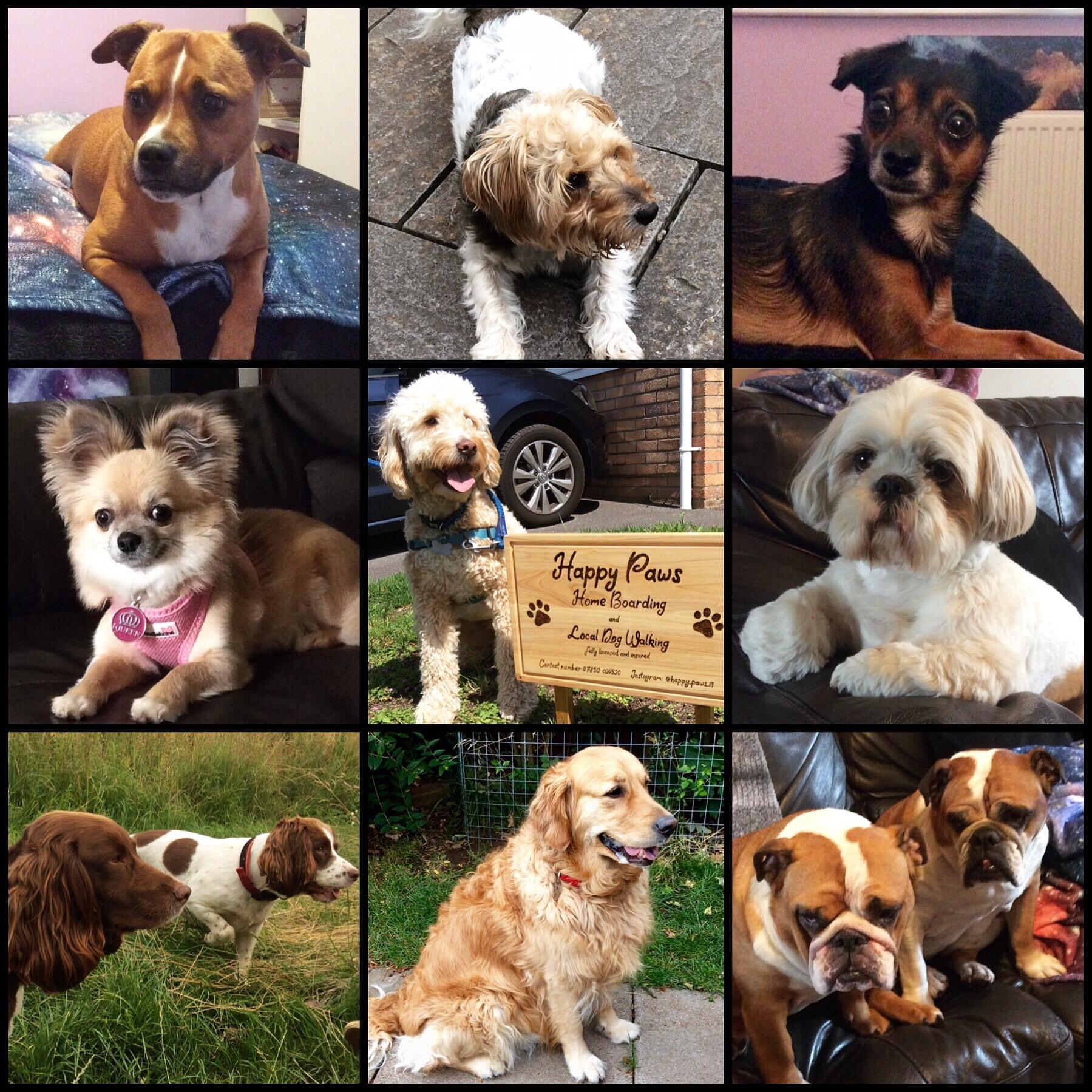 Happy paws home boarding Bristol Nextdoor