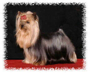 Toybox yorkies top
