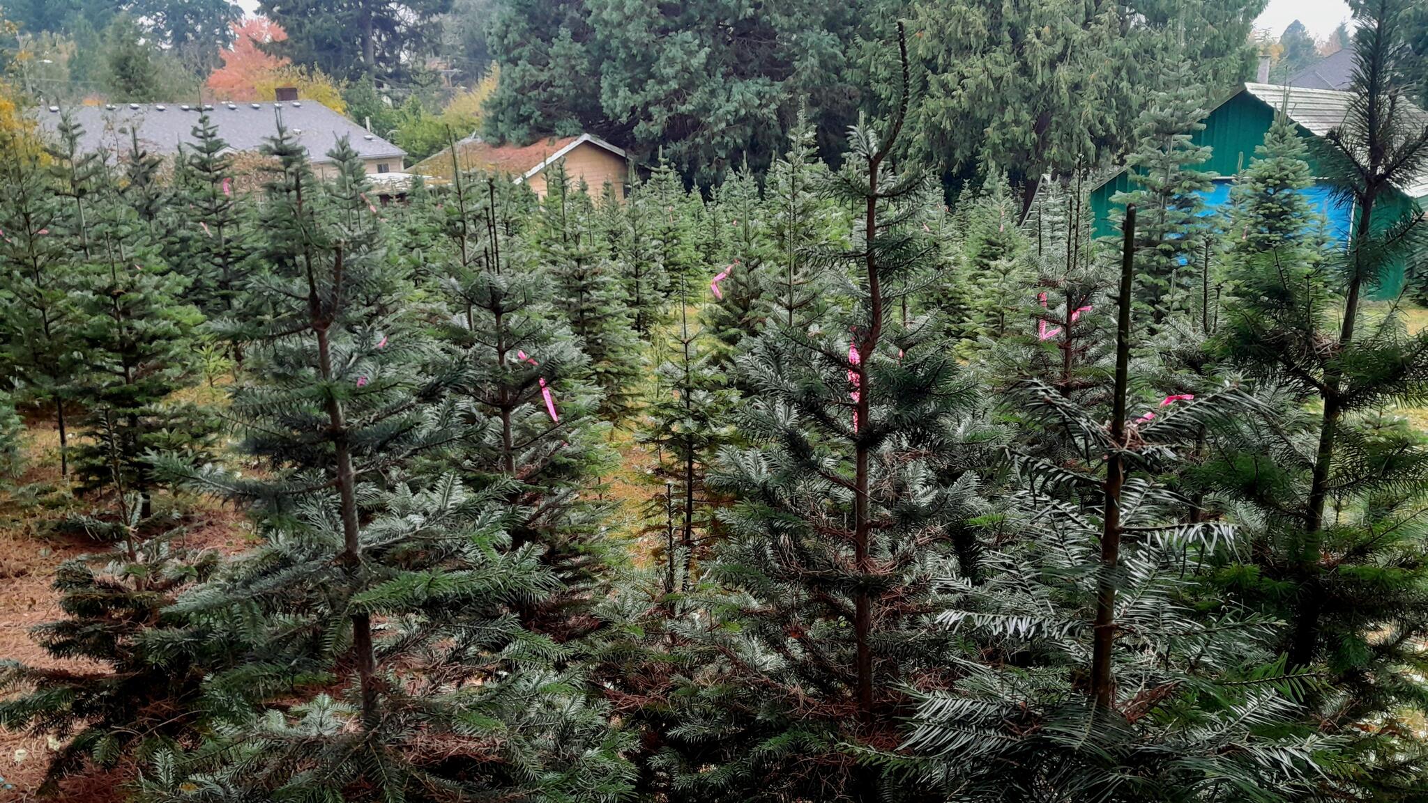 The Little Forest Christmas Tree Farm Portland, OR Nextdoor