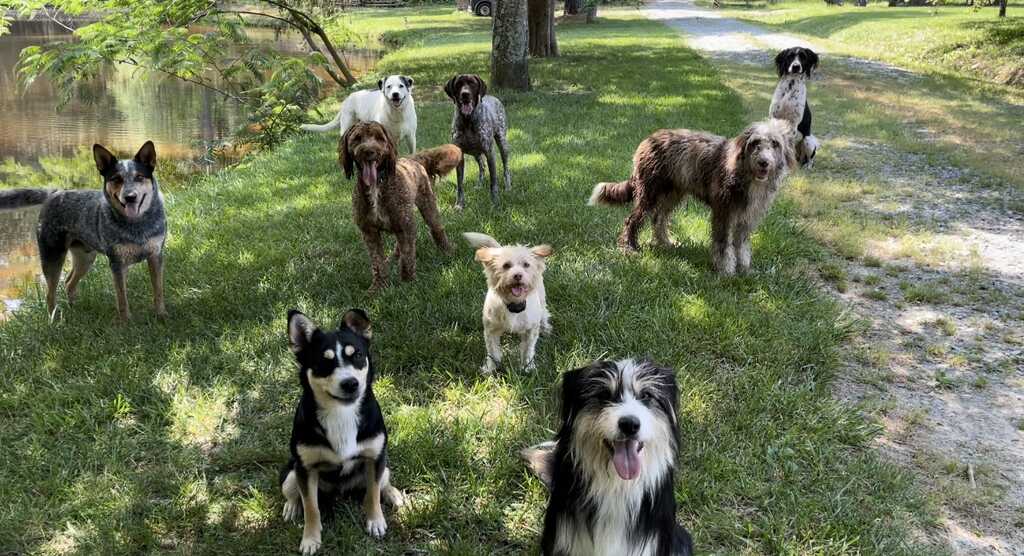 Kindred K9 s Pittsboro NC Nextdoor