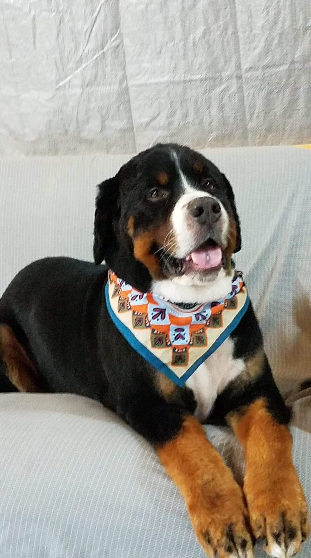 Homewood Bound Grooming Ottawa, KS Nextdoor