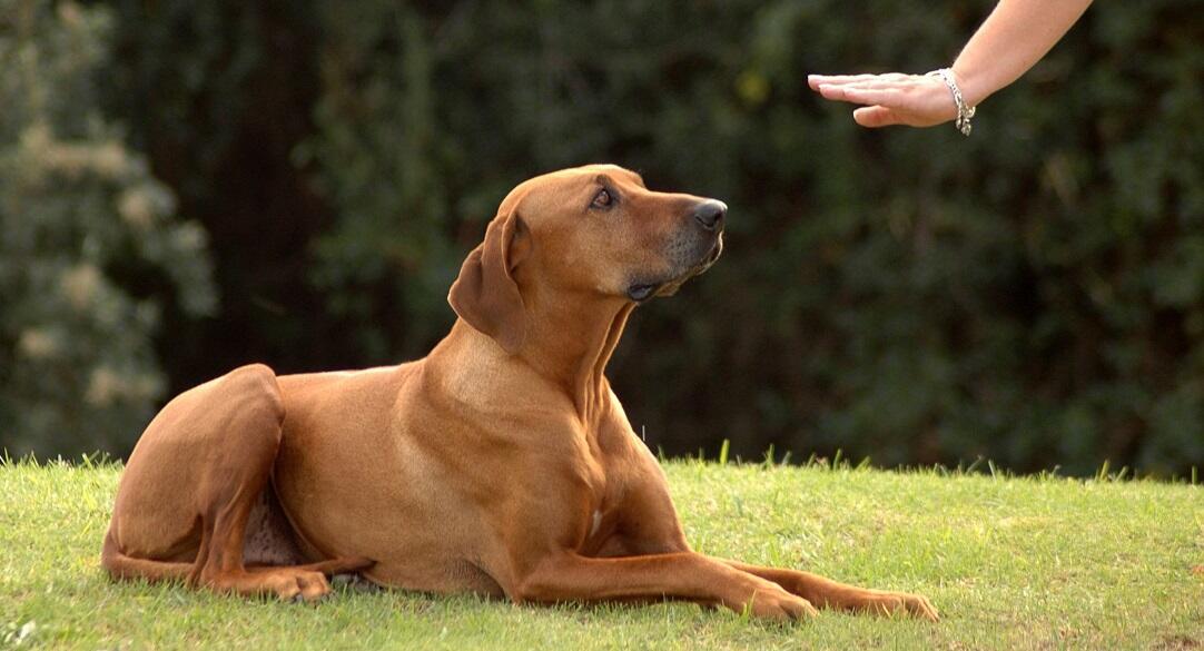 ohana k9 training