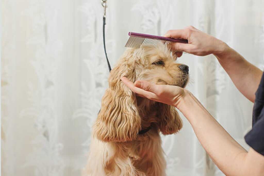 Heavenly 2024 pet spa
