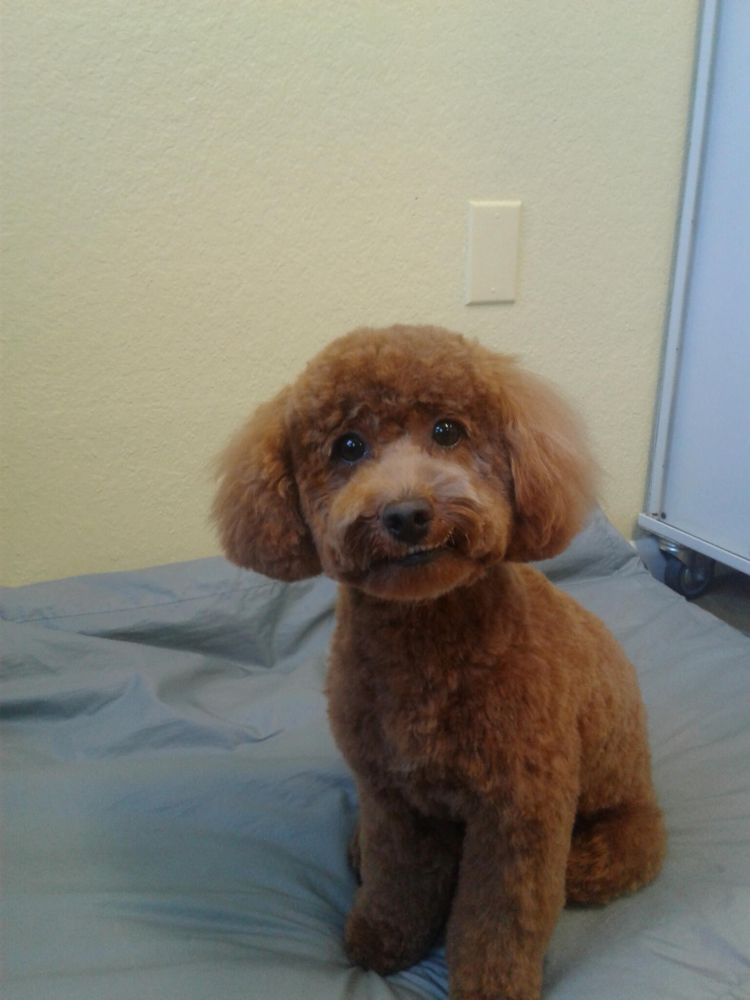 Happy Paws Pet Grooming Saint Augustine, FL Nextdoor