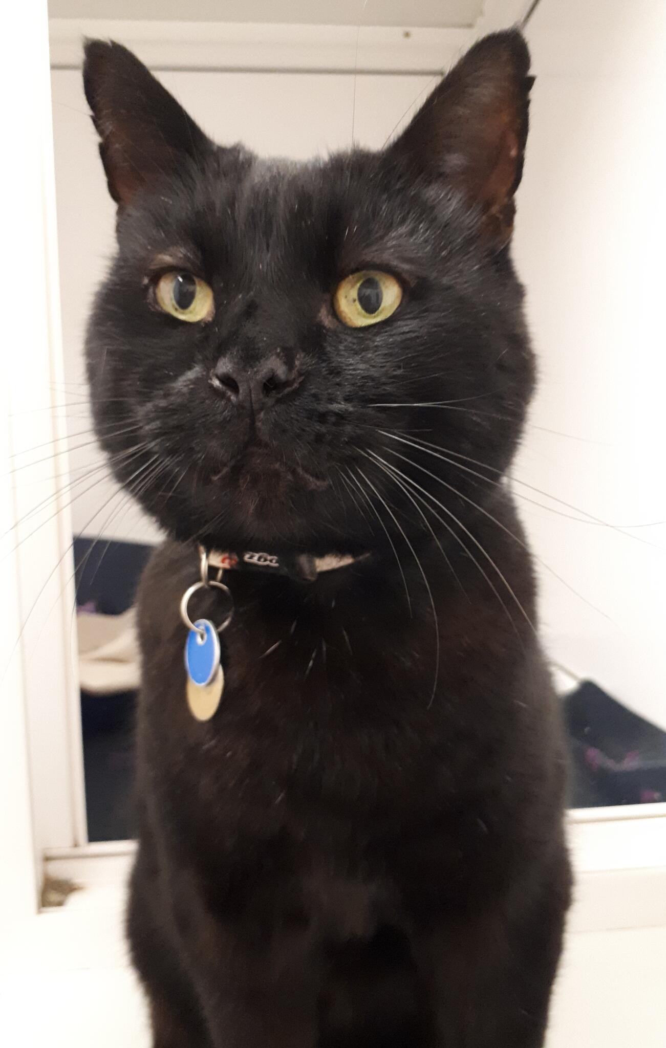Bumbles Boarding Cattery Hayes Nextdoor