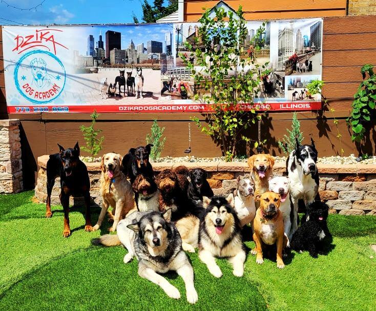 DZIKA DOG Academy