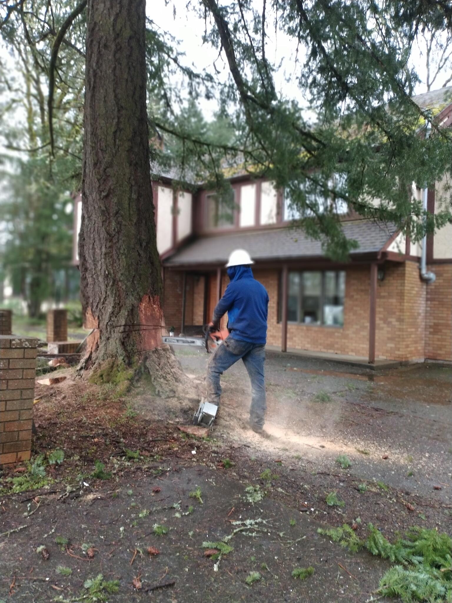 Skaggs Tree Care LLC CCB230969 Corvallis, OR Nextdoor