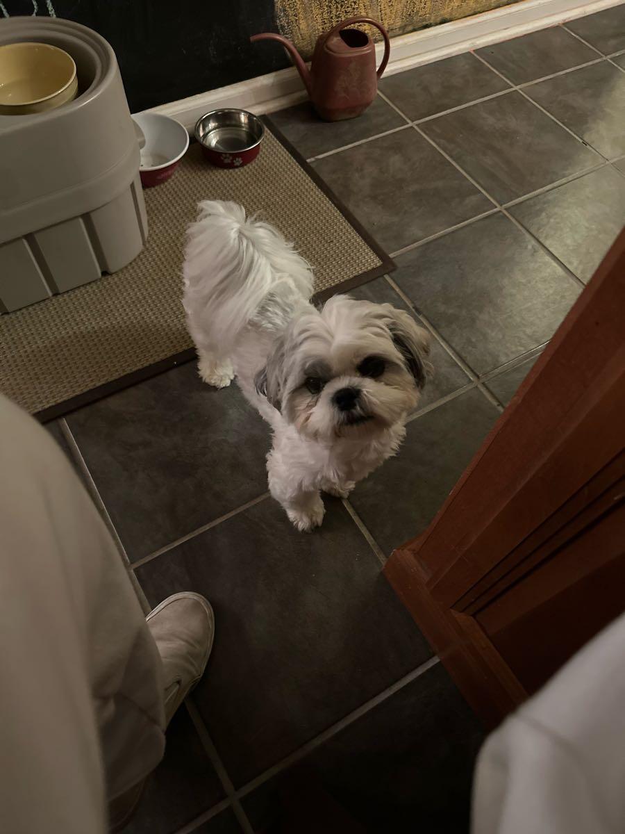 Taylor's Comfort Grooming Indianapolis, IN Nextdoor