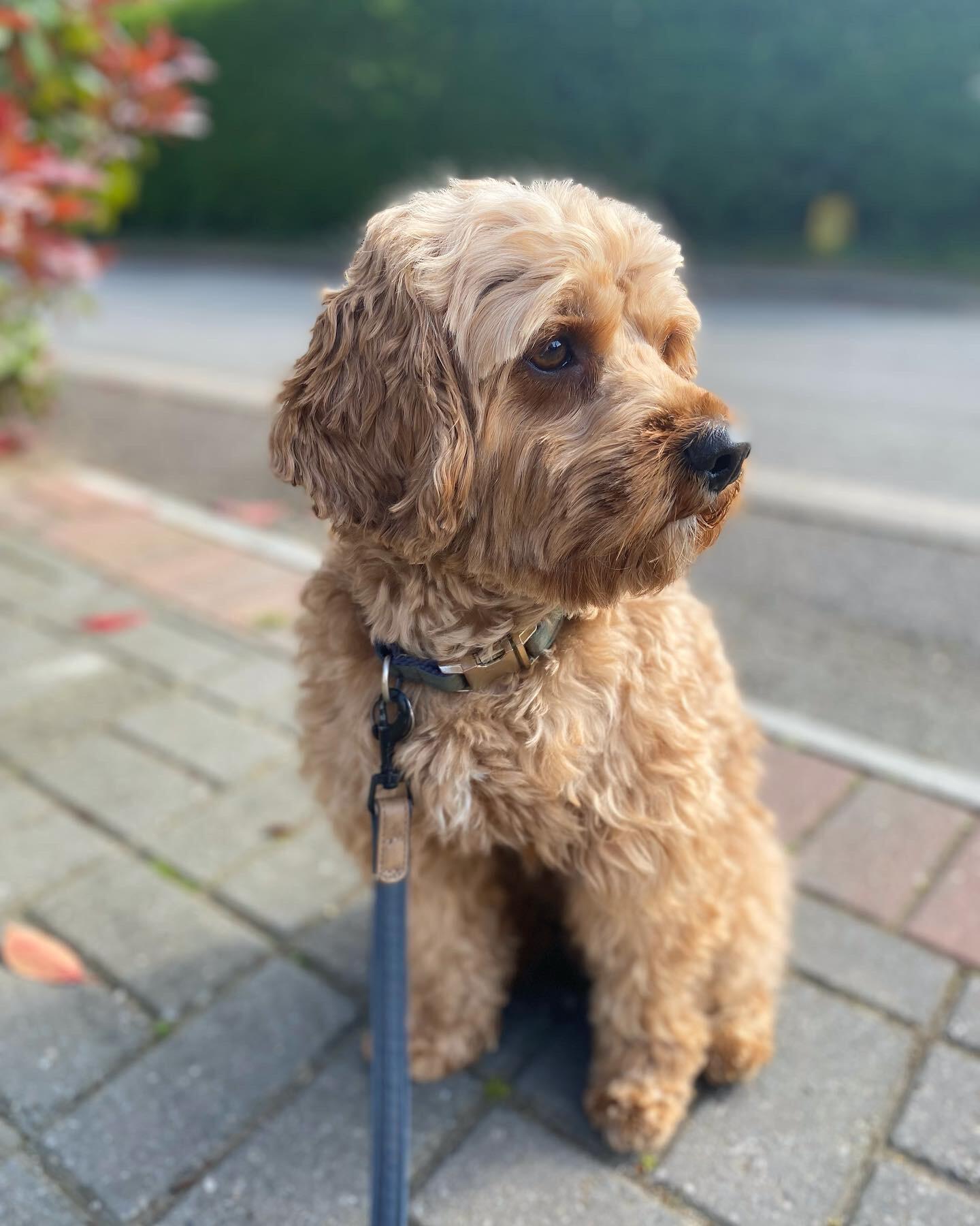 Shannons Dog Grooming Deal, GBENG Nextdoor