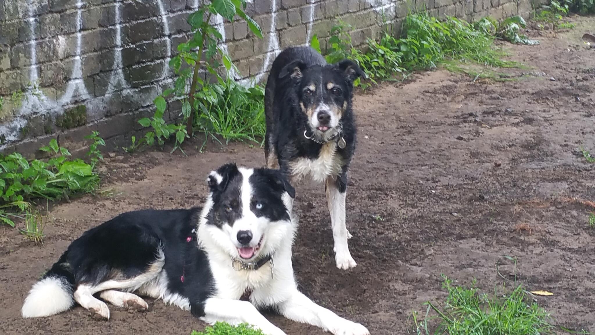 Pepper's pet services Stone Nextdoor