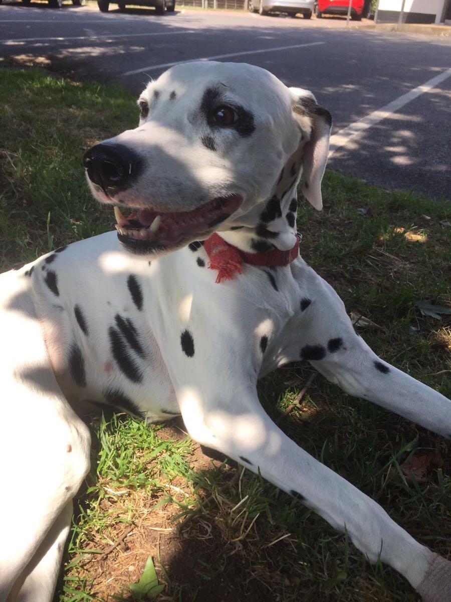 Blake’s Dog Walking Watford Nextdoor