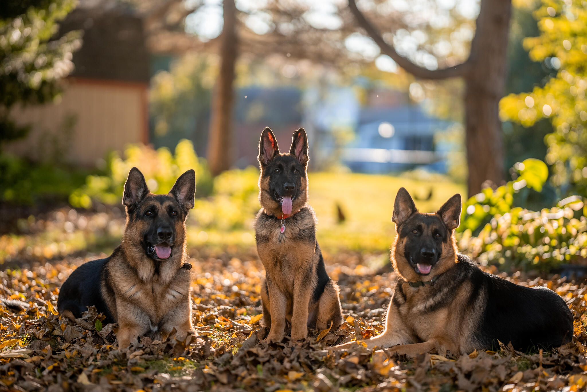 can a german shepherd jump a 4 foot fence