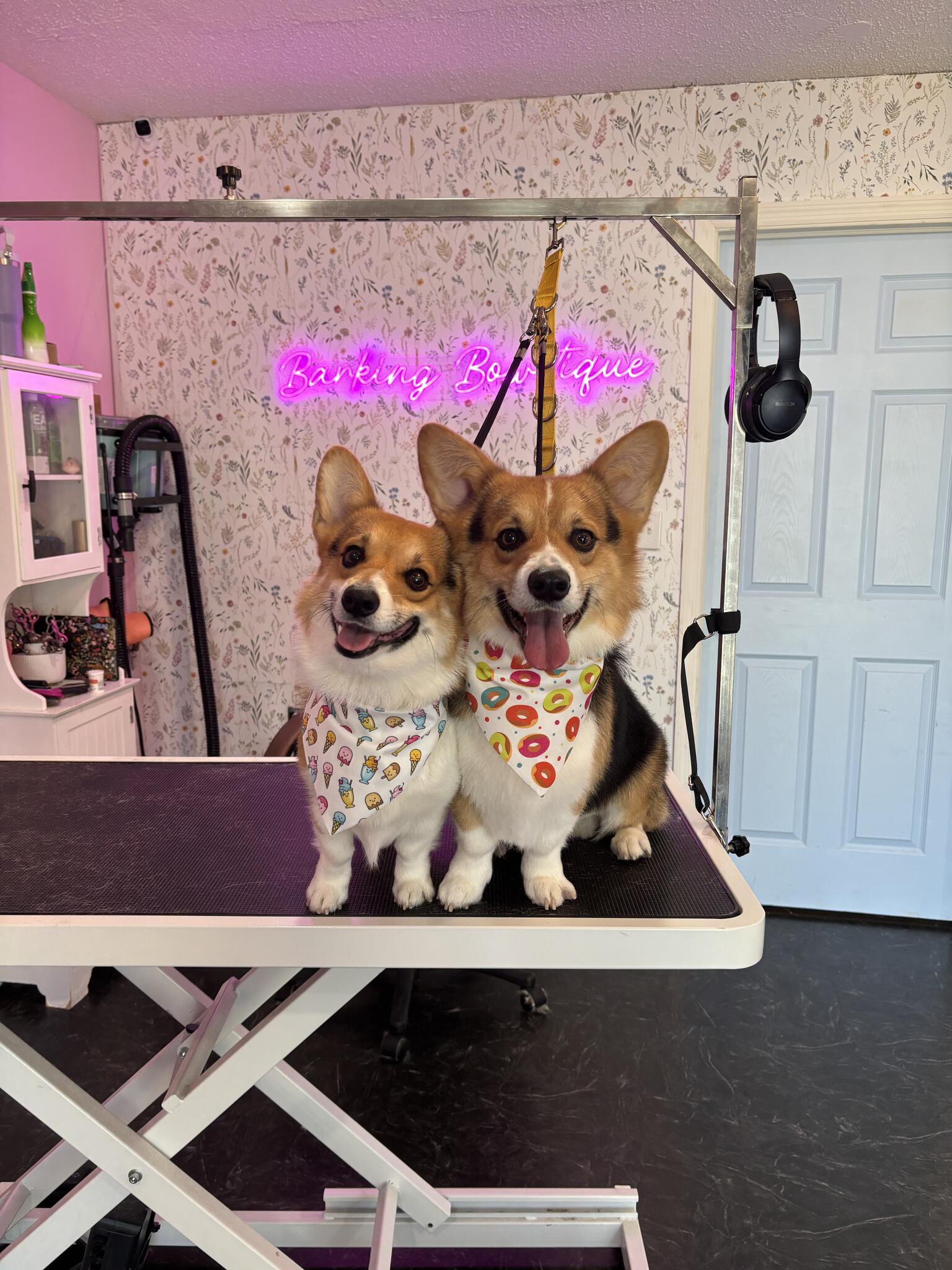 Barking Bowtique Dog Grooming Port Charlotte, FL Nextdoor