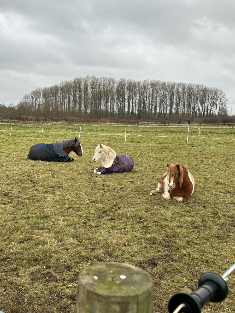 River View Equestrian Loughborough Nextdoor
