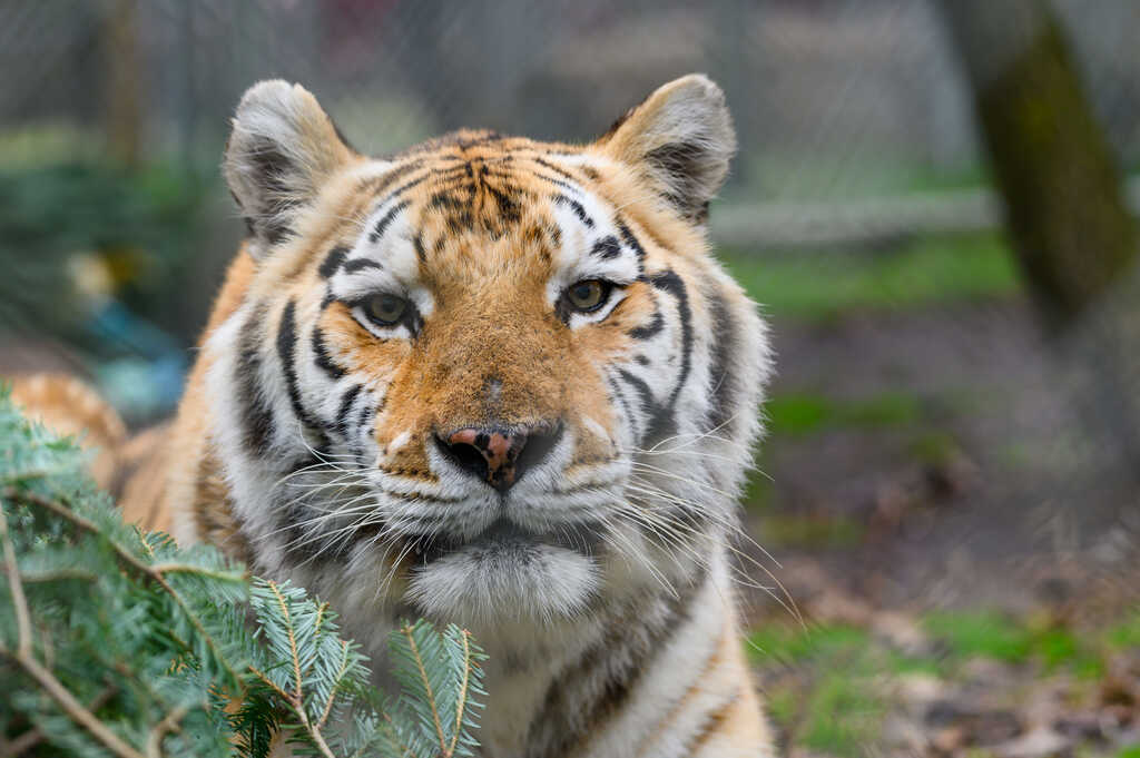 International Animal Conservation