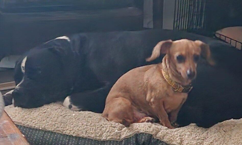 house calls pet grooming and nails Nextdoor