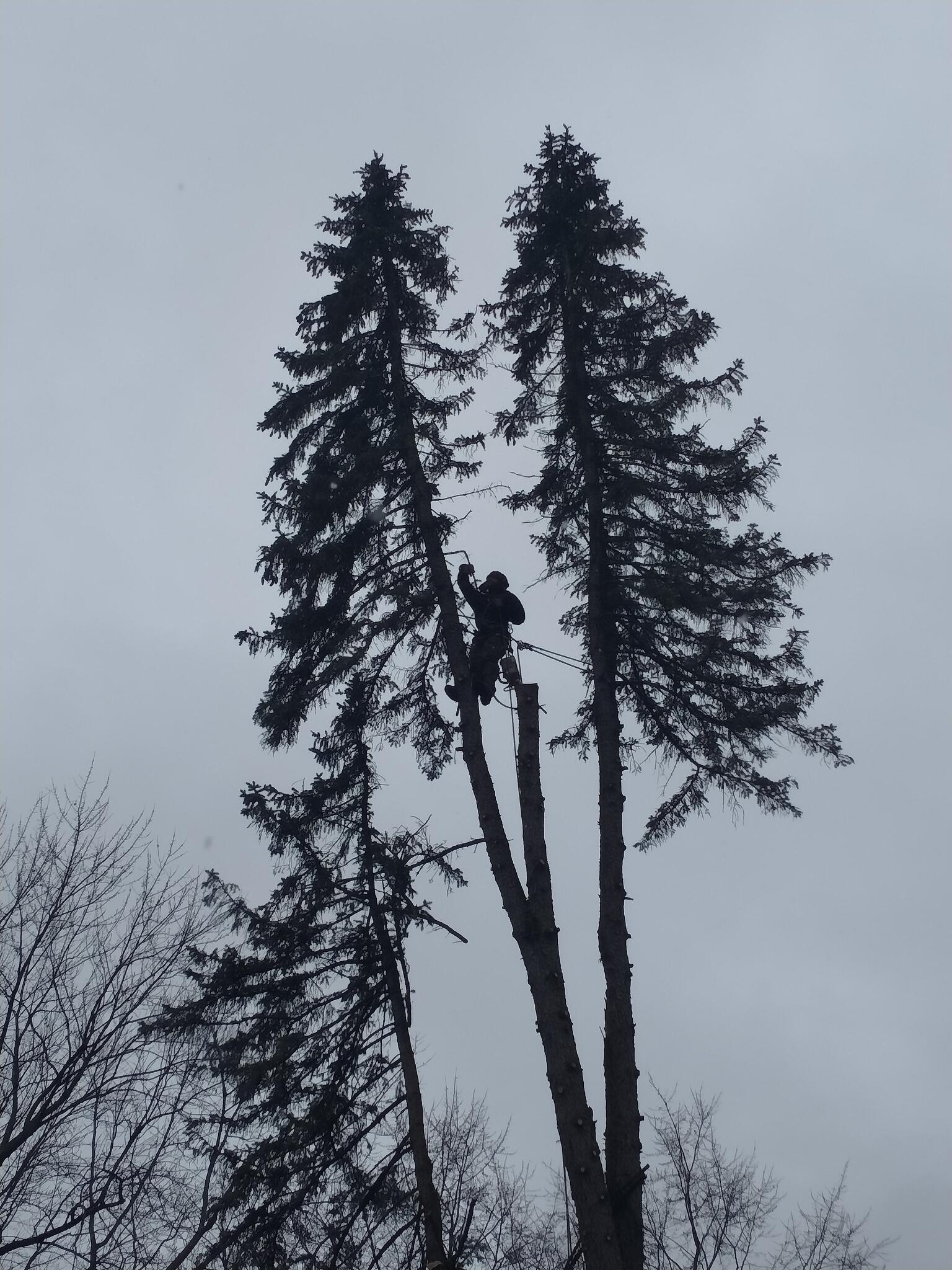 Good ol boys tree service Livonia, MI Nextdoor