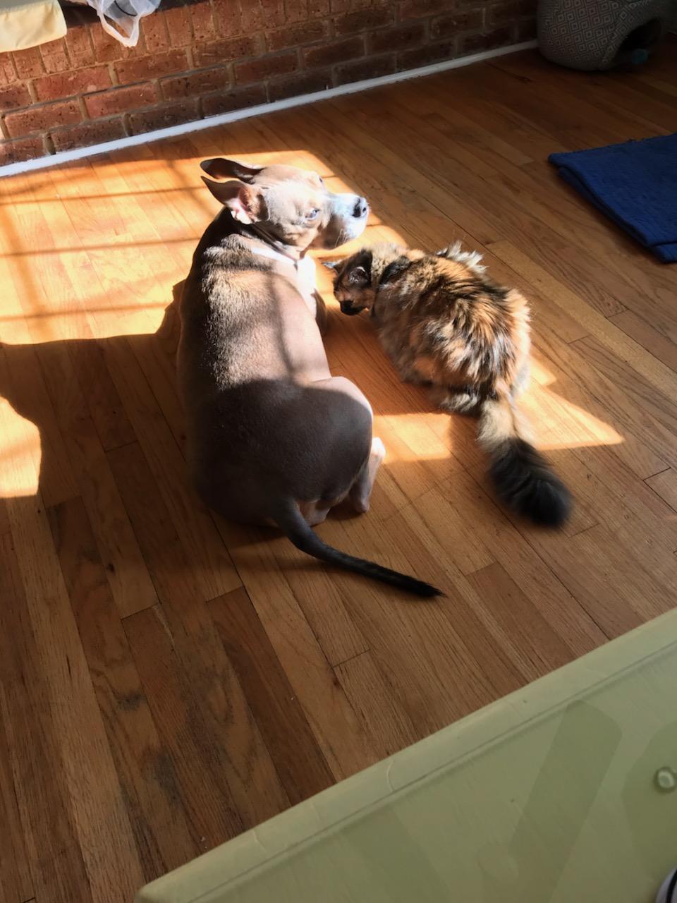 Peace of Mind Dog Boarding Wilmington, NC Nextdoor