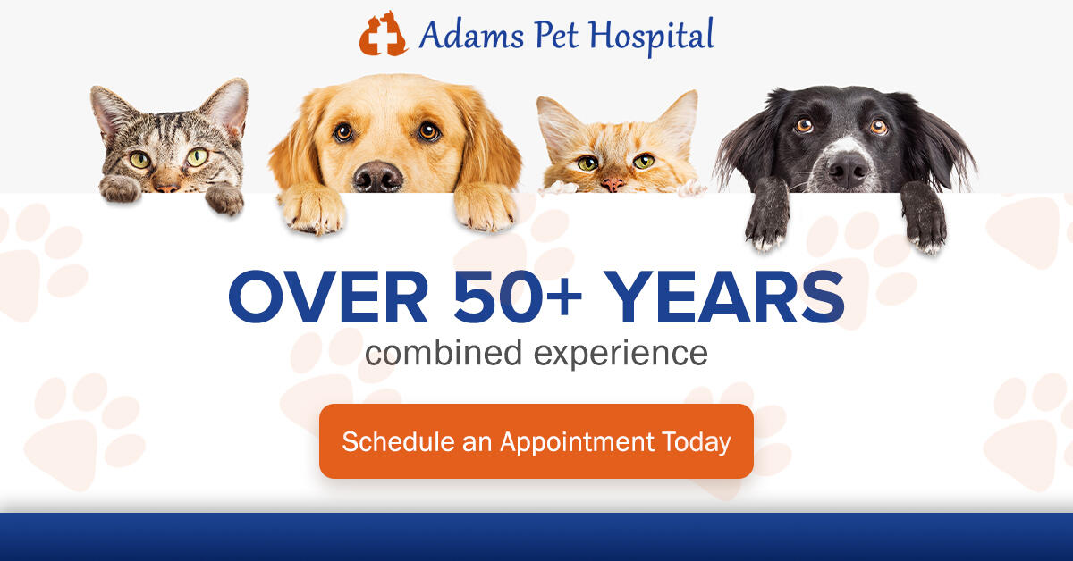 Adams Pet Hospital Huntington Beach CA Nextdoor