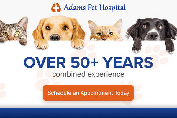 Adams Pet Hospital - Huntington Beach, CA