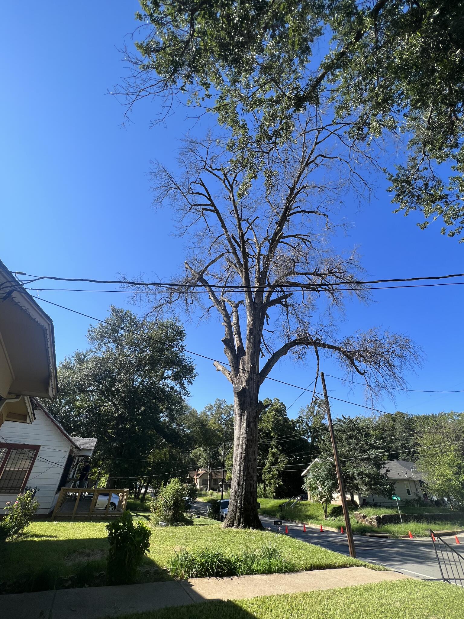 Platas Lawn & Tree Service Tyler, TX Nextdoor