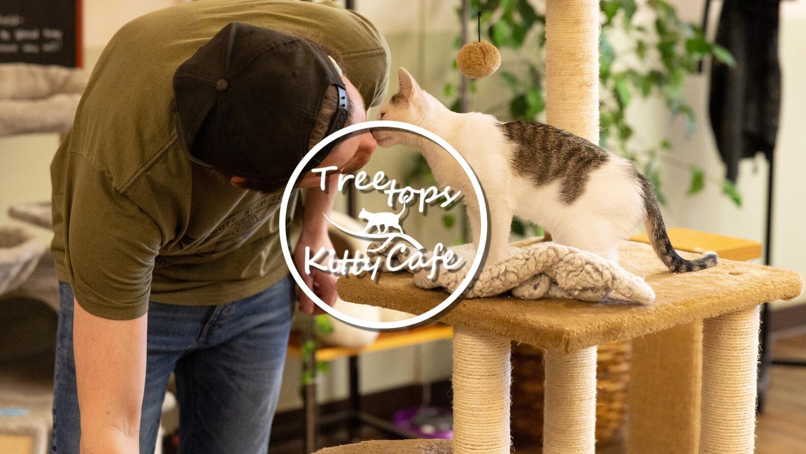 Treetops Kitty Cafe Square, PA Nextdoor