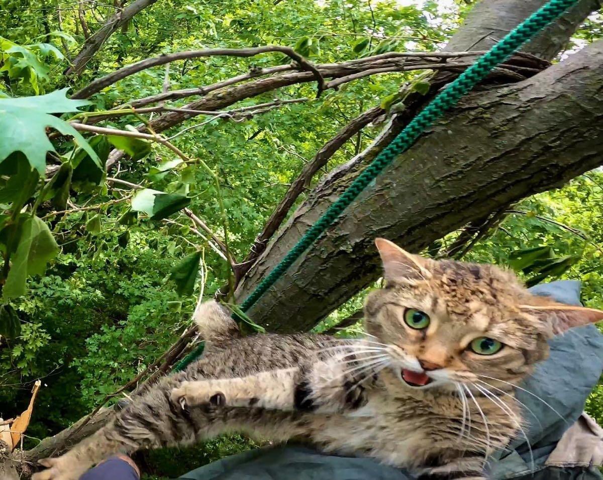 Getmeowtahere Treetop Cat Rescue. Nextdoor