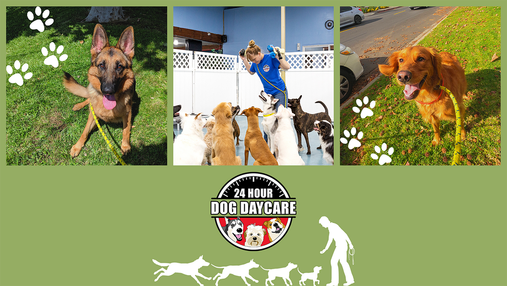 24hr online dog daycare