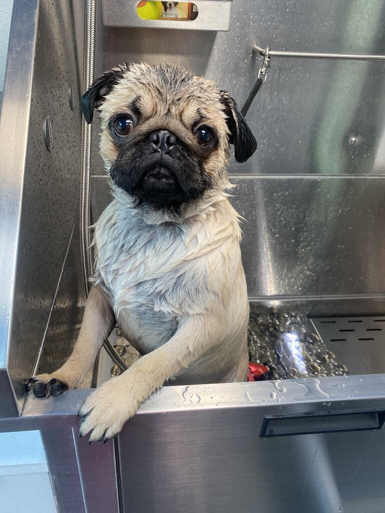 Mutt cut and go mobile pet grooming Nextdoor