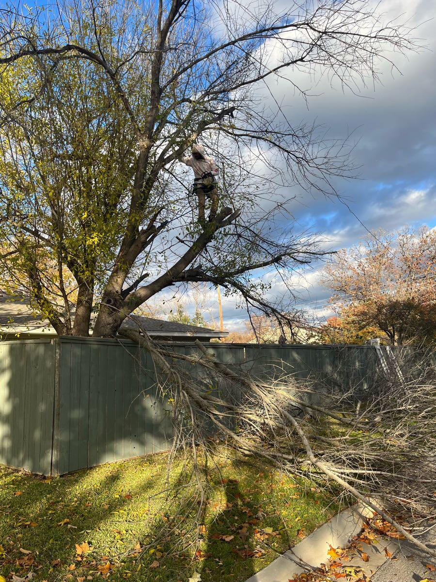 JJs trees/ outdoor contracting - Plano, TX - Nextdoor
