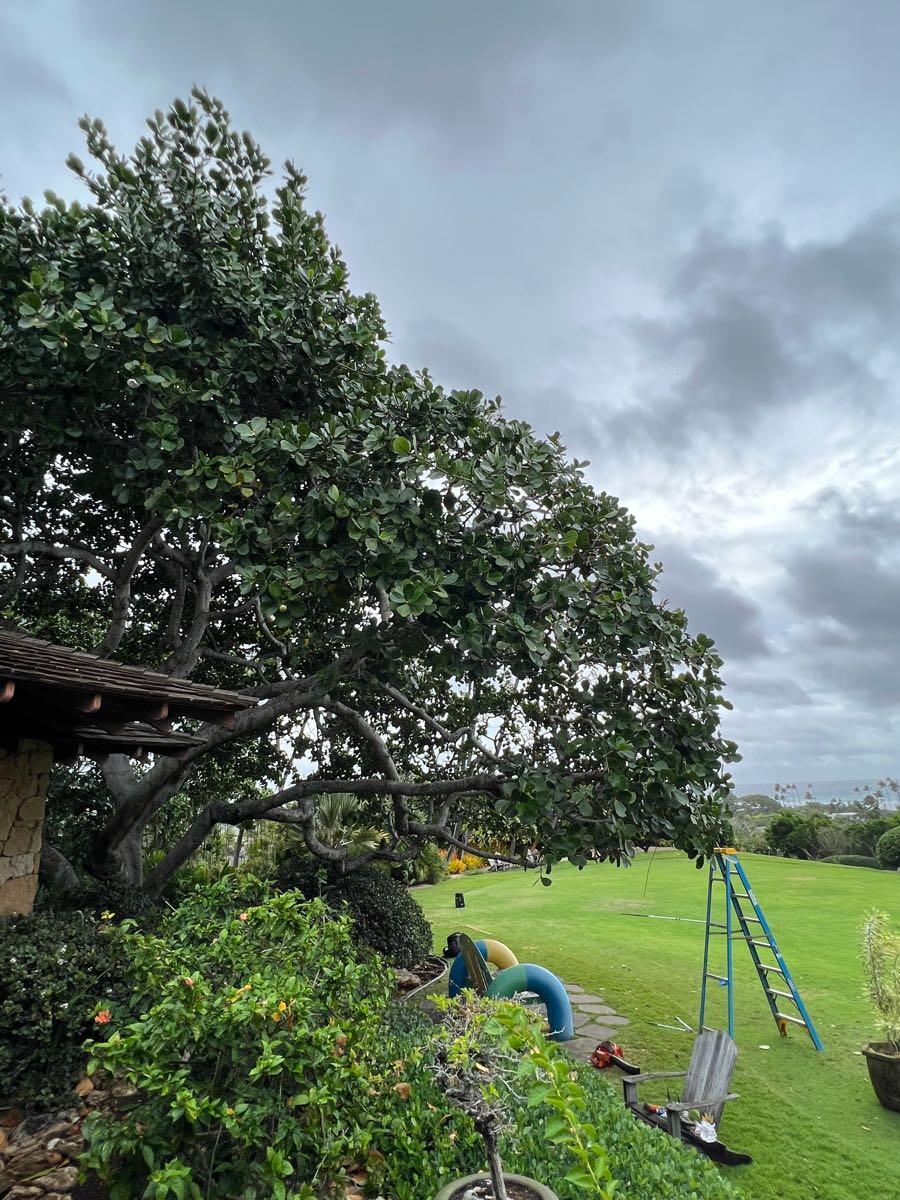 Happy Trees Hawaii Nextdoor