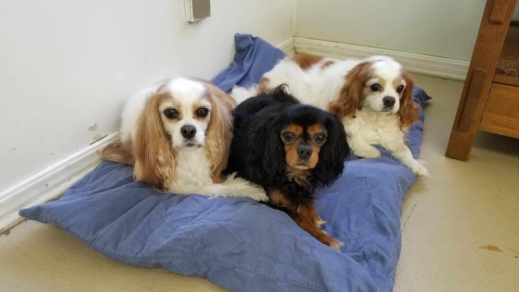 Dogville Daycare & Boarding Tulsa, OK Nextdoor