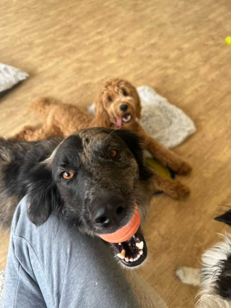 Dogs Of Dripping Boarding Day Care Dripping Springs TX Nextdoor Dogs Of Dripping Boarding Day Care Dripping Springs TX Nextdoor