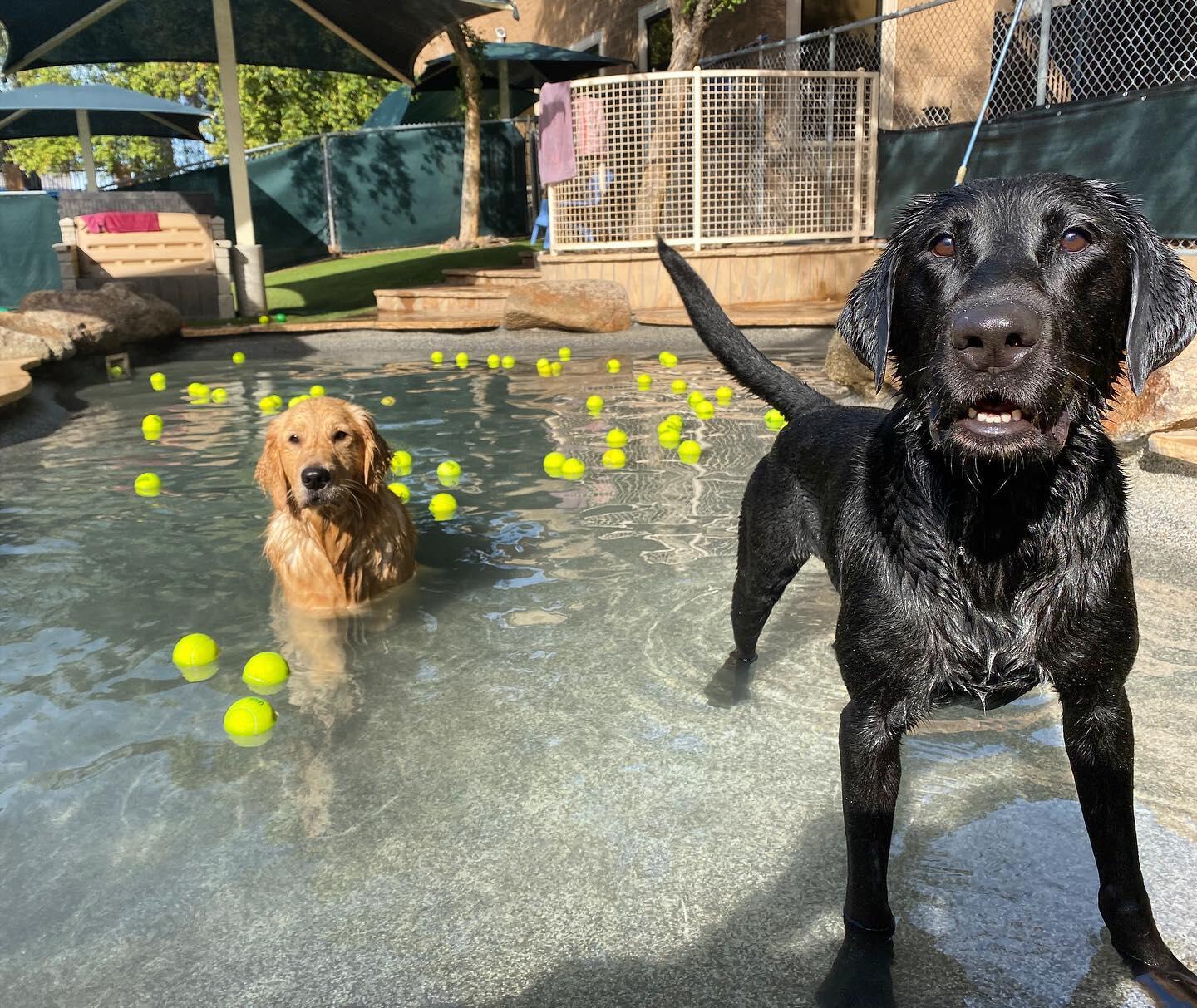 Second Home Pet Resort - Phoenix, AZ - Nextdoor