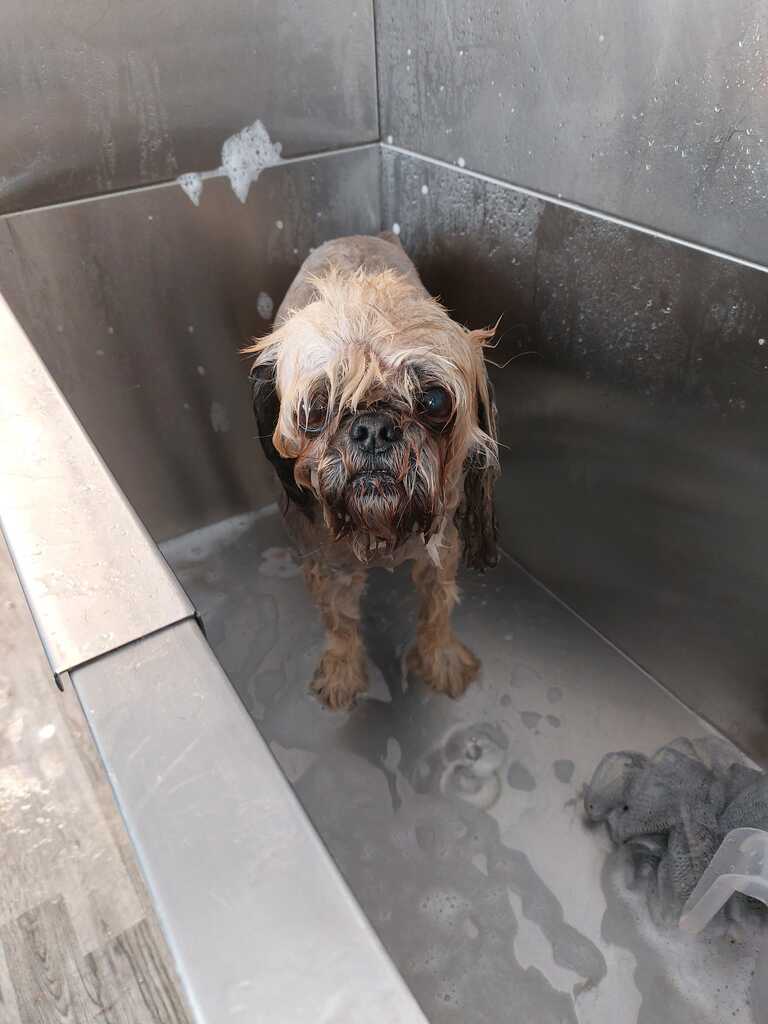 Fur Real mobile in house dog barber Crawley GB ENG Nextdoor