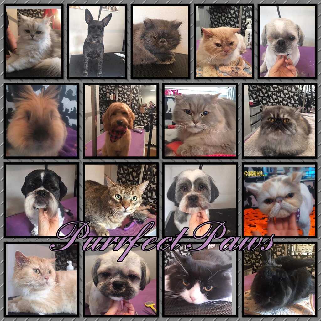 Purrfection cat online and dog grooming