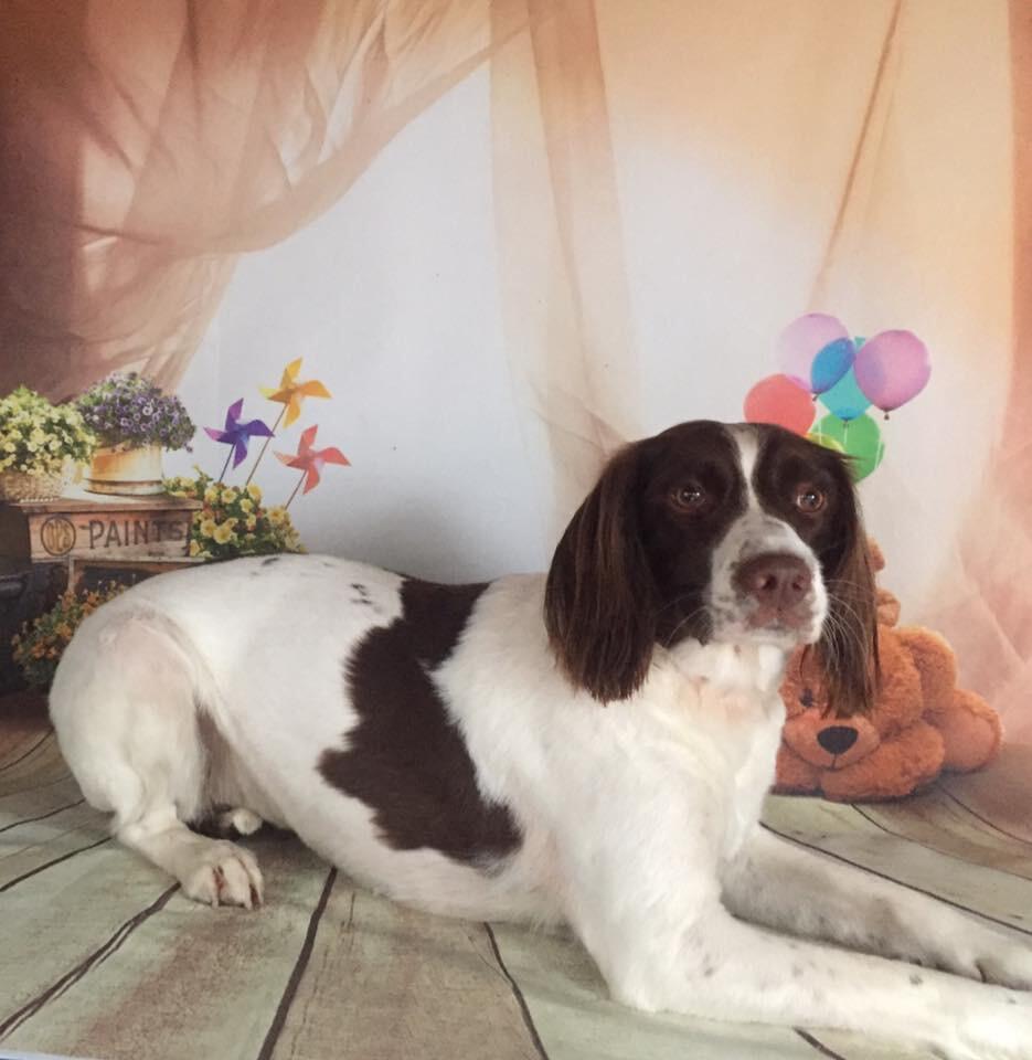 Majobi Dog Groomers York, England Nextdoor